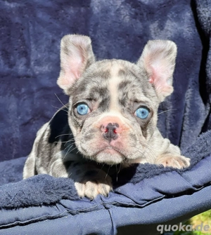 Französische Bulldoggen Welpen suchen ein schönes Zuhause