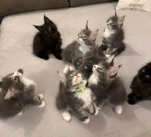 Wunderschönes Maine Coon Kittens
