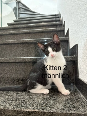 Russisch-blau Kitten 