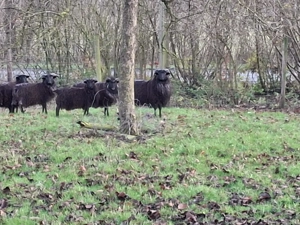 Heidschnuckenlämmer aus 2025 zu verkaufen