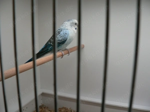 Blackwing Wellensittiche