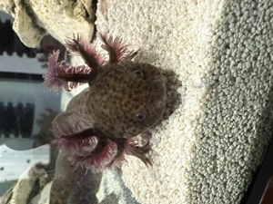 Axolotl Jungtiere 03 2025