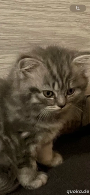 Süße  BKH Kätzchen. 