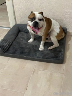 American Bully pockt 