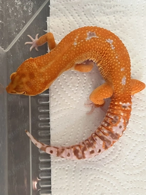 1.0 Red Diamond ph Eclipse Leopardgecko - Eublepharis macularius Männchen