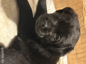 Labrador Welpen