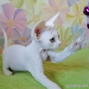 Süße Devon Rex Schneebälle