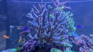 Meerwasser Korallen Ableger Montipora Digitata, Stylophora Milka, Pocillopora, Euphyllia ab 10,- 