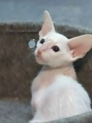 Peterbald in straight -  Kitten weiblich 