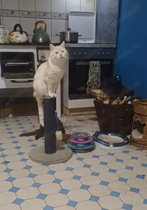 Junger BKH- mix-Kater in creme- silver