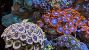 Meerwasser Anemonen Ableger Zoas und Scheibenanemonen verschiedene Arten ab 1,-  pro Kopf