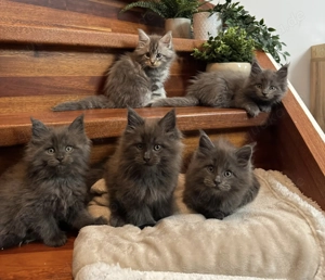 Maine Coon Kitten Kater Katze 