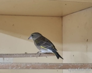 Grünfink, Grünling