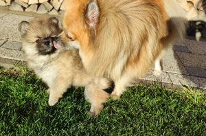 Zwergspitz Pomeranian 