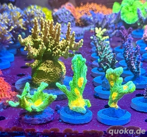 Pectinia Space Invader LPS Koralle Meerwasser 