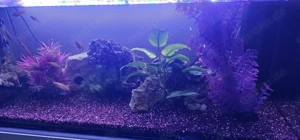 160L Aquarium mit Fischbesatz