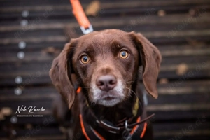 Mira - ist freiheitsliebend 