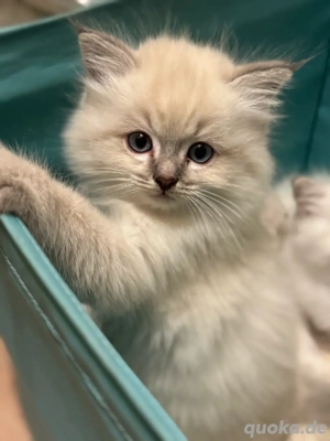 Unsere Ragdoll-Kitten dürfen bald ihre Koffer packen 