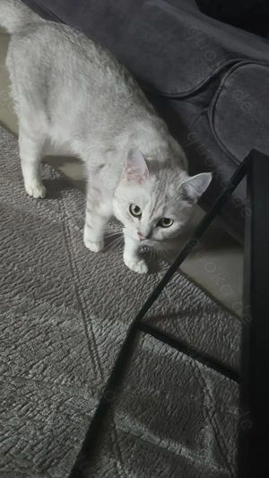 Schweren Herzens: Britisch Kurzhaar Katze sucht liebevolles Zuhause