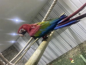 Aras zu verkaufen  Bild 2