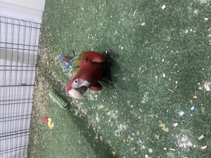 Aras zu verkaufen  Bild 4