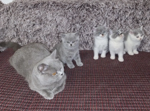 Britisch kurzhaar kitten zu verkaufen 