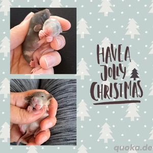 Farbratten Babys Ratten Babys total verkuschelt und kinderlieb  Bild 5