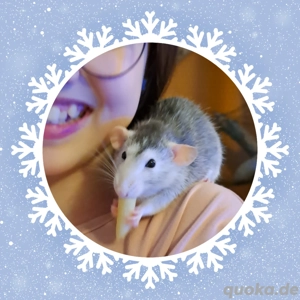 Farbratten Babys Ratten Babys total verkuschelt und kinderlieb  Bild 3