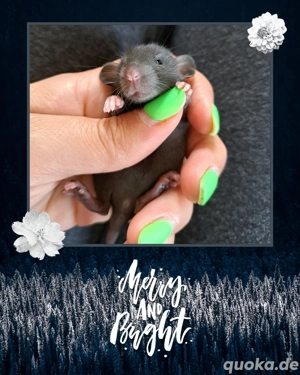 Farbratten Babys Ratten Babys total verkuschelt und kinderlieb  Bild 8