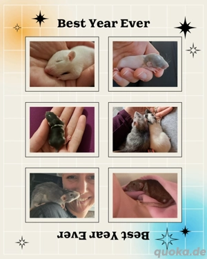 Farbratten Babys Ratten Babys total verkuschelt und kinderlieb  Bild 6