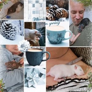 Ratten Farbratten Dwarf Velveteen Babys super zahm und kinderlieb 