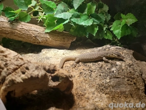 Stachelschwanzwarane NZ25