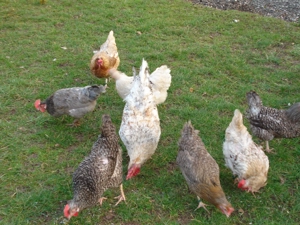 Bruteier Olivleger aus Hobbyzucht abzugeben. Bild 2