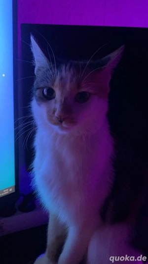 Kitten mit Zubehört