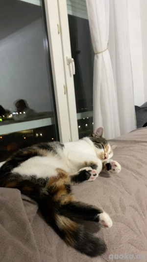 Kitten mit Zubehört