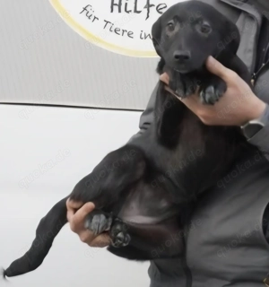 Welpe Lisa, 4 Monate, wird ca. 50 cm