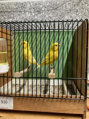 Gelbe Kanarienvögel