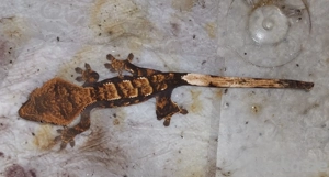 verkaufe HARLEQUIN Kronengecko