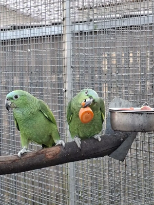 Junge Hybrid- Amazonen von 2025 zu verkaufen