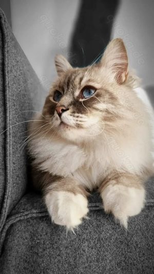 Liebevoller Sibirischer Kater, Neva Masquerade Kater