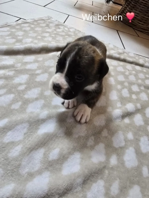 Reinrassige Boxerwelpen