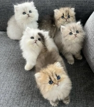 Wunderschöne Perser Kitten Chinchilla