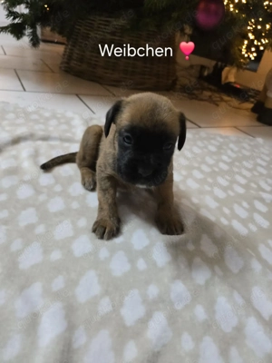 Reinrassige Boxerwelpen