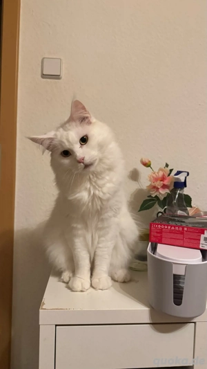 junge Katze sucht neues Haus