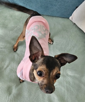 Schweren Herzens muss ich meine Hündin abgeben