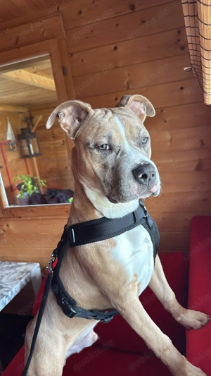Mischlings Rüde sucht ein langfristiges Zuhause 