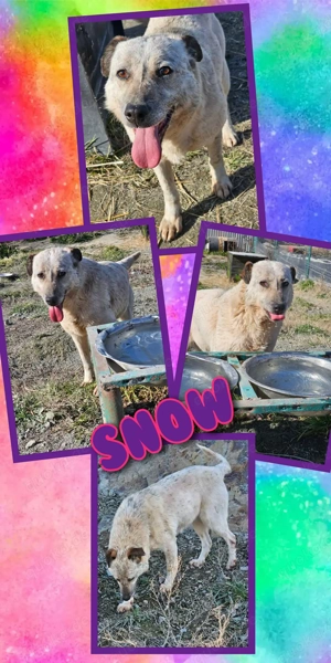 ruhige, menschenbezogene Hundeomi "Snow" wünscht sich so sehr ein Zuhause