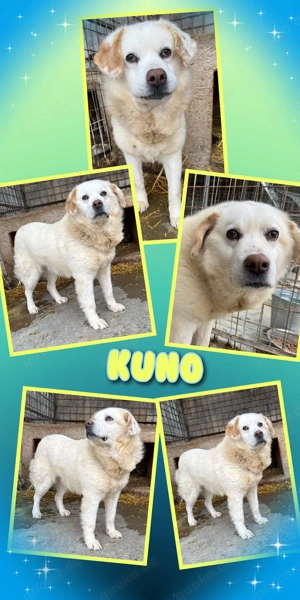 Hundeopi "Kuno" sucht dringend ein liebevolles Zuhause 