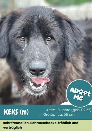 lieber, fröhlicher, menschenbezogener Rüde "Keks" keine Chance weil ich schwarz bin ?