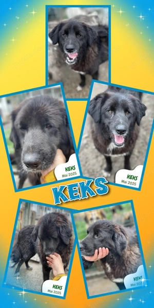 lieber, menschenbezogener, fröhlicher Rüde "Keks" wünscht sich so sehr ein Zuhause 